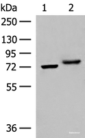 Western blot analysis of A172 and HepG2 cell lysates using POMGNT1 Polyclonal Antibody at dilution of 1:400