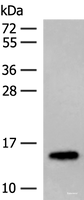 Western blot analysis of Mouse adipose tissue lysates using LYRM1 Polyclonal Antibody at dilution of 1:300