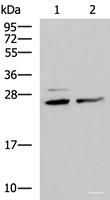 Western blot analysis of Hela and K562 cell lysates using SNRPB2 Polyclonal Antibody at dilution of 1:1600