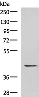 Western blot analysis of A549 cell lysate using GABPB1 Polyclonal Antibody at dilution of 1:1000