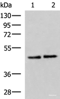 Western blot analysis of Hela and HepG2 cell lysates using ACTL6B Polyclonal Antibody at dilution of 1:1000