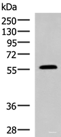 Western blot analysis of Mouse small intestines tissue lysate using PEPD Polyclonal Antibody at dilution of 1:1000