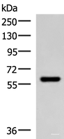 Western blot analysis of Mouse skeletal muscle tissue lysate using MYOT Polyclonal Antibody at dilution of 1:900