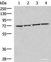 Western blot analysis of 293T Raji Jurkat HepG2 cell lysates using CBFA2T2 Polyclonal Antibody at dilution of 1:1000