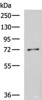 Western blot analysis of K562 cell lysate using GSTCD Polyclonal Antibody at dilution of 1:800