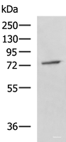 Western blot analysis of A549 cell lysate using GPCPD1 Polyclonal Antibody at dilution of 1:800