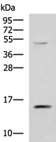 Western blot analysis of 293T cell lysate using PHPT1 Polyclonal Antibody at dilution of 1:800