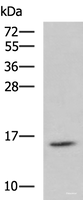 Western blot analysis of Jurkat cell lysate using H2AFJ Polyclonal Antibody at dilution of 1:800