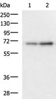 Western blot analysis of 293T and HepG2 cell lysates using PAIP1 Polyclonal Antibody at dilution of 1:1150