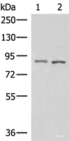 Western blot analysis of 231 and HepG2 cell lysates using CUL4A Polyclonal Antibody at dilution of 1:600