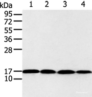 Western blot analysis of 293T and Jurkat cell using UBE2I Polyclonal Antibody at dilution of 1:650