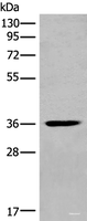 Western blot analysis of Mouse heart tissue lysate using MEDAG Polyclonal Antibody at dilution of 1:700