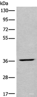 Western blot analysis of HEPG2 cell lysate using LDAH Polyclonal Antibody at dilution of 1:650