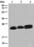 Western blot analysis of Mouse brain tissue Rat brain tissue and Human cerebrum tissue lysates using CEND1 Polyclonal Antibody at dilution of 1:500