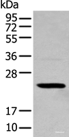 Western blot analysis of 293T cell using TCEAL4 Polyclonal Antibody at dilution of 1:250