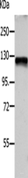 Western blot analysis of Hela cells using VCL Polyclonal Antibody at dilution of 1:1200