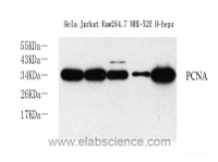 Western Blot analysis of various samples using Proliferating Cell Nuclear Antigen Polyclonal Antibody at dilution of 1:2000.