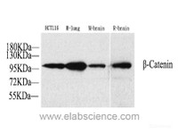 Western Blot analysis of various samples using Catenin beta Polyclonal Antibody at dilution of 1:1000.