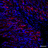 Immunofluorescence analysis of Mouse stomach using Catenin beta Polyclonal Antibody at dilution of 1:300.