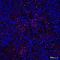 Immunofluorescence analysis of Mouse inflammatory spleen using ITGAX Polyclonal Antibody at dilution of 1:200.