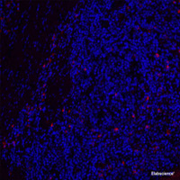 Immunofluorescence analysis of paraffin-embedded Human tonsil using CD19 Polyclonal Antibody at dilution of 1:200.