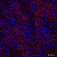 Immunofluorescence analysis of paraffin-embedded mouse kidney using CYCS Polyclonal Antibody at dilution of 1:500.