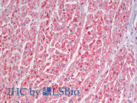 Immunohistochemistry analysis of paraffin-embedded Human Heart using CYCS Polyclonal Antibody (Elabscience® Product Detected by Lifespan) .