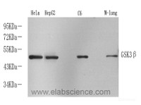 Western Blot analysis of various samples using GSK3 beta Polyclonal Antibody at dilution of 1:1000.