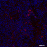 Immunofluorescence analysis of paraffin-embedded mouse inflammatory spleen using IL2 Polyclonal Antibody at dilution of 1:300.