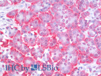 Immunohistochemistry analysis of paraffin-embedded Human Pancreas using PTEN Polyclonal Antibody (Elabscience® Product Detected by Lifespan) .