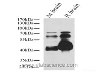 Western Blot analysis of various samples using Tau Polyclonal Antibody at dilution of 1:1000.