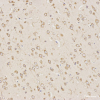 Immunohistochemistry analysis of paraffin-embedded mouse brain using TGFB1 Polyclonal Antibody at dilution of 1:300.
