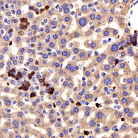 Immunohistochemistry analysis of paraffin-embedded mouse liver using CCL2 Polyclonal Antibody at dilution of 1:300.