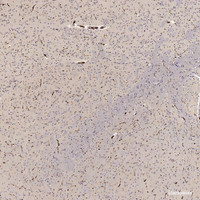 Immunohistochemistry analysis of paraffin-embedded Mouse brain using GLUT-1 Polyclonal Antibody at dilution of 1:300.