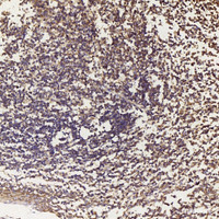 Immunohistochemistry analysis of paraffin-embedded human tonsil using BECN1 Polyclonal Antibody at dilution of 1:500.