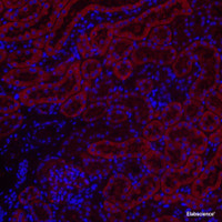 Immunofluorescence analysis of paraffin-embedded mouse kidney using BECN1 Polyclonal Antibody at dilution of 1:300.