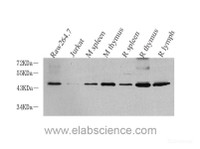 Western Blot analysis of various samples using CD14 Polyclonal Antibody at dilution of 1:1000.