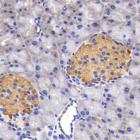 Immunohistochemistry analysis of paraffin-embedded mouse pancreas using PDGFB Polyclonal Antibody at dilution of 1:200.