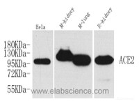 Western Blot analysis of various samples using ACE2 Polyclonal Antibody at dilution of 1:1000.