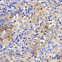 Immunohistochemistry analysis of paraffin-embedded rat lymph node using CD169 Polyclonal Antibody at dilution of 1:300.