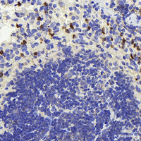 Immunohistochemistry analysis of paraffin-embedded mouse spleen using TSC22D3 Polyclonal Antibody at dilution of 1:300.