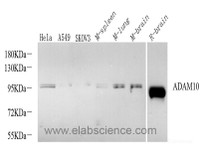 Western Blot analysis of various samples using CD156c Polyclonal Antibody at dilution of 1:600.