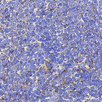 Immunohistochemistry analysis of paraffin-embedded Rat spleen using AIFM1 Polyclonal Antibody at dilution of 1:400.