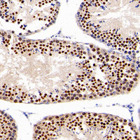 Immunohistochemistry analysis of paraffin-embedded mouse testis using NANOG Polyclonal Antibody at dilution of 1:300.