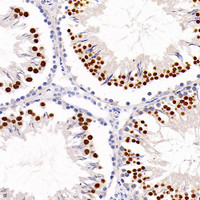 Immunohistochemistry analysis of paraffin-embedded Rat testis using NANOG Polyclonal Antibody at dilution of 1:300.