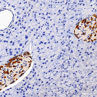 Immunohistochemistry analysis of paraffin-embedded mouse pancreas using GCG Polyclonal Antibody at dilution of 1:300.