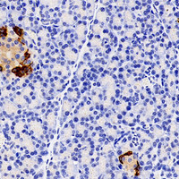 Immunohistochemistry analysis of paraffin-embedded rat pancreas using GCG Polyclonal Antibody at dilution of 1:600.