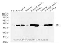 Western Blot analysis of various samples using IRF3 Polyclonal Antibody at dilution of 1:600.