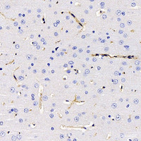 Immunohistochemistry analysis of paraffin-embedded rat brain using AQP4 Polyclonal Antibody at dilution of 1:400.