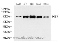 Western Blot analysis of various samples using EGFR Polyclonal Antibody at dilution of 1:1000.